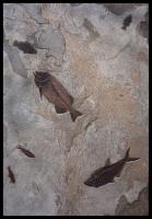 Mosaic Lake Mural #5302 by Fossils