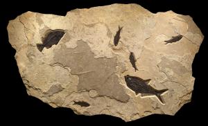 Irregular Fossil Mural #3701 by Fossils