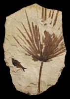 Palm Frond Irregular Mural #1123 by Fossils