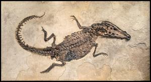 Borealosuchus wilsoni Mural #8703 by Fossils