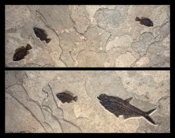 Fossil Diptych Mural #8800 by Fossils