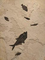 Fossil Mural 2389 by 