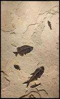 Fossil Mural 5001 by Fossils