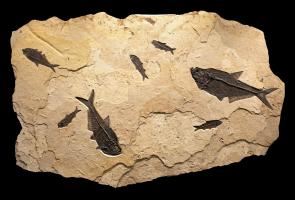Irregular Fossil Mural #1730 by Fossils