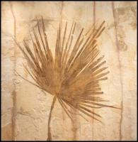 76” Palm Frond by Fossils