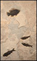 Cockerellite & 3 Knightia, #1483 by Fossils