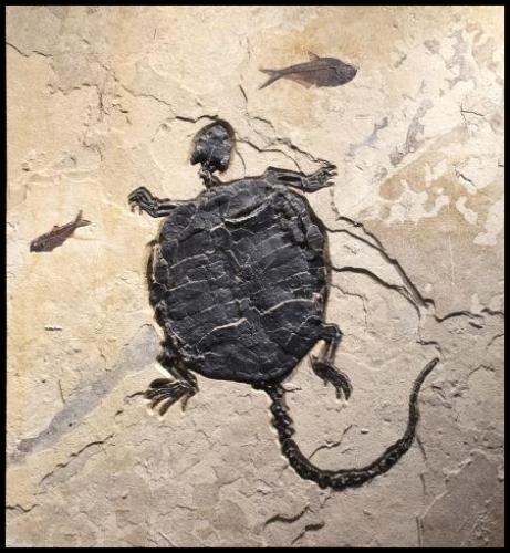 Fossil Baena arenosa Turtle 2011 by Fossils