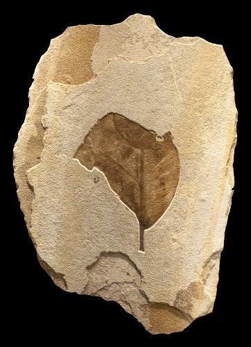 Fossil Leaf Sculpture #9001 by Fossils