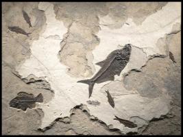 Fossil Mural 3007 by Fossils