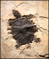 17” Hummelicheyls guttiata by Fossils