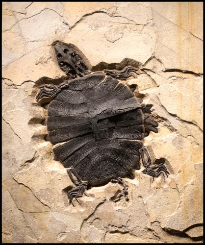 17” Hummelicheyls guttiata by Fossils