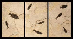 Fossil Triptych Mural #4324 by Fossils